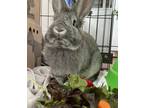 Adopt Archibald a New Zealand / Mixed rabbit in Vernon, BC (38935184)