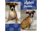 Adopt Sylvie meet 9/15 a Tricolor (Tan/Brown & Black & White) Mountain Cur /