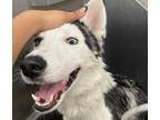 Adopt Atlas a Black - with White Husky / Mixed dog in Spring, TX (38934131)