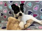 Adopt Penelope a White - with Black Havanese / Boston Terrier / Mixed dog in