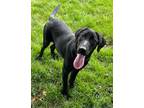 Adopt Ranger a Black Labrador Retriever / Mixed dog in Ottumwa, IA (38934062)