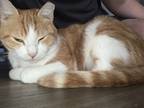 Adopt OG a Orange or Red (Mostly) Domestic Shorthair / Mixed (short coat) cat in