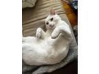 Adopt Ghibli a White Domestic Shorthair / Mixed (short coat) cat in Athens