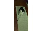 Adopt Samson a Black & White or Tuxedo Colorpoint Shorthair cat in Cleveland