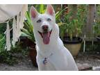 Adopt Bella a White Husky / Mixed dog in Louisville, KY (38934017)