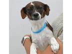 Adopt Lulu a Mixed Breed (Medium) / Mixed dog in Rancho Santa Fe, CA (38933228)