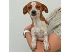 Adopt Lala a Mixed Breed (Medium) / Mixed dog in Rancho Santa Fe, CA (38933227)