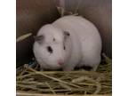 Adopt Curly a Guinea Pig small animal in Des Moines, IA (38933993)