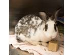 Adopt Misty a American / Mixed rabbit in Des Moines, IA (38933992)