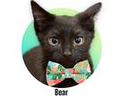 Adopt Bear a All Black Domestic Shorthair (short coat) cat in Roseville