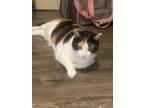 Adopt Myla a Calico or Dilute Calico Calico (short coat) cat in Salt Lake City