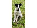 Adopt Tilly ~ sweet sweet ~ a Black - with White English Pointer / Pointer /