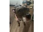 Adopt Betty a Black American Pit Bull Terrier / Mixed dog in Temple Terrace