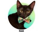 Adopt Hawk a All Black Domestic Shorthair (short coat) cat in Roseville