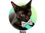 Adopt Beans a All Black Domestic Shorthair (short coat) cat in Roseville