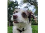 Adopt Frida a Brown/Chocolate - with White Terrier (Unknown Type