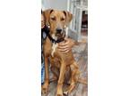 Adopt Bonnie a Brown/Chocolate Rhodesian Ridgeback / Mixed dog in Austin