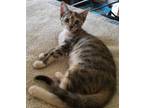 Adopt Cleo a Tortoiseshell Domestic Shorthair / Mixed (short coat) cat in