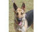Adopt Avery a Black - with Tan, Yellow or Fawn German Shepherd Dog / Mixed dog
