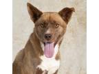 Adopt Wylie a Brown/Chocolate Australian Kelpie / Mixed Breed (Large) / Mixed