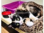 Adopt Lupin a Calico or Dilute Calico Calico (medium coat) cat in Smithers