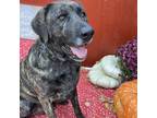 Adopt Bolt a Brindle Mastiff / Shepherd (Unknown Type) / Mixed dog in