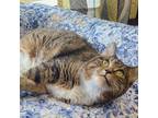 Adopt Beans a Brown Tabby Domestic Shorthair (short coat) cat in Des Moines