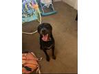 Adopt Kujo a Black - with Tan, Yellow or Fawn Miniature Pinscher / Rottweiler /