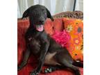 Adopt Wick a Black Labrador Retriever / German Shepherd Dog / Mixed dog in