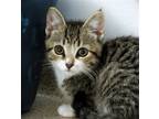 Adopt Kitten Indigo a Brown Tabby Domestic Shorthair / Mixed (short coat) cat in