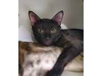 Adopt Charming a Domestic Shorthair / Mixed cat in Oceanside, CA (38933418)