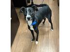 Adopt Barnacle a Whippet / Mixed dog in Calverton, NY (38917827)