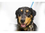 Adopt Bowser a Catahoula Leopard Dog / Retriever (Unknown Type) / Mixed dog in