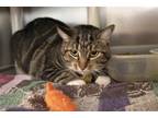 Adopt Shorty a Domestic Mediumhair / Mixed cat in Mountain Home, AR (38932512)