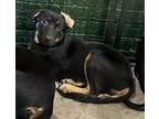 Adopt Donna a Shepherd (Unknown Type) / Hound (Unknown Type) / Mixed dog in