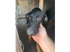 Adopt Tatum a Black Doberman Pinscher / Mixed dog in Fort Worth, TX (38932559)