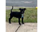 Adopt Phineas a Black - with White Boxer / Hound (Unknown Type) / Mixed dog in