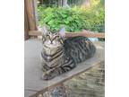 Adopt Justice a Brown Tabby Domestic Shorthair (short coat) cat in Plymouth