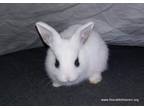 Adopt Turbo a Other/Unknown / Mixed (short coat) rabbit in Scotts Valley