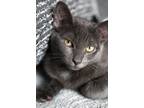 Adopt Orange a Gray or Blue (Mostly) Domestic Shorthair cat in New York