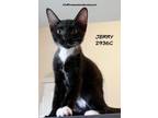 Adopt Jerry a Domestic Shorthair / Mixed (short coat) cat in Spring