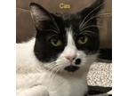Adopt Cas a Domestic Shorthair / Mixed cat in Spring Hill, KS (38930914)