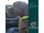 Adopt Finn a Black - with White Boxer / Pit Bull Terrier dog in Council Bluffs
