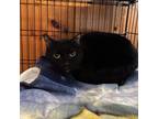Adopt Hallie a Domestic Shorthair / Mixed cat in Rocky Mount, VA (38919912)