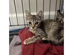 Adopt Cheech a Domestic Shorthair / Mixed cat in Hamilton, GA (38930743)