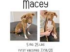 Adopt Macey a Mixed Breed (Medium) / Mixed dog in Albany, GA (38930714)