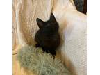 Adopt Salem a All Black Domestic Shorthair / Mixed cat in Monroe, LA (38930649)