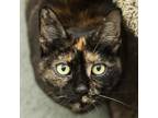 Adopt Stella a All Black Domestic Shorthair / Mixed cat in Middletown