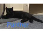 Adopt Panther a All Black Domestic Longhair / Mixed (long coat) cat in