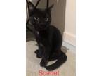 Adopt Scarlet a All Black Domestic Shorthair / Mixed (short coat) cat in